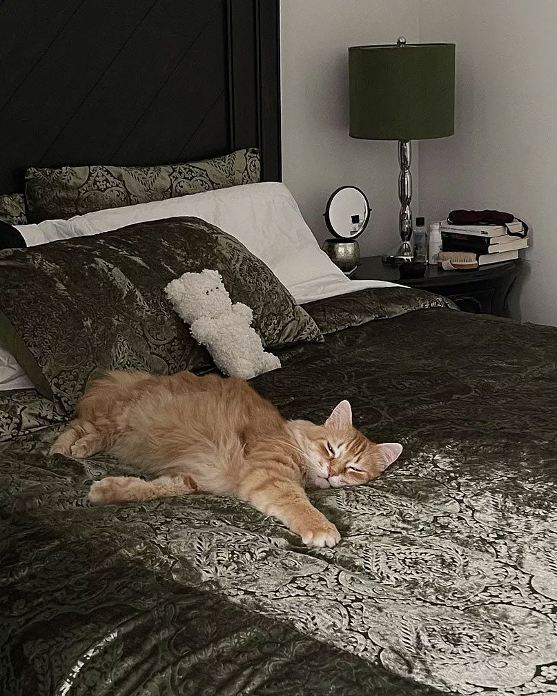 Cat lying on moss green velvet damask bedding by Sin in Linen. 