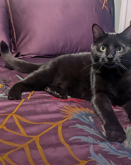 Black cat lying on a purple embroidered duvet cover set featuring moths, spider webs, and botanicals. 